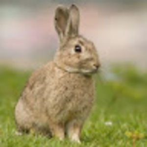 Meet your Posher, Acosta